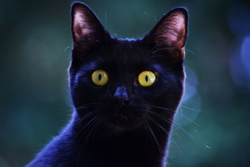 くろ(黒猫)
