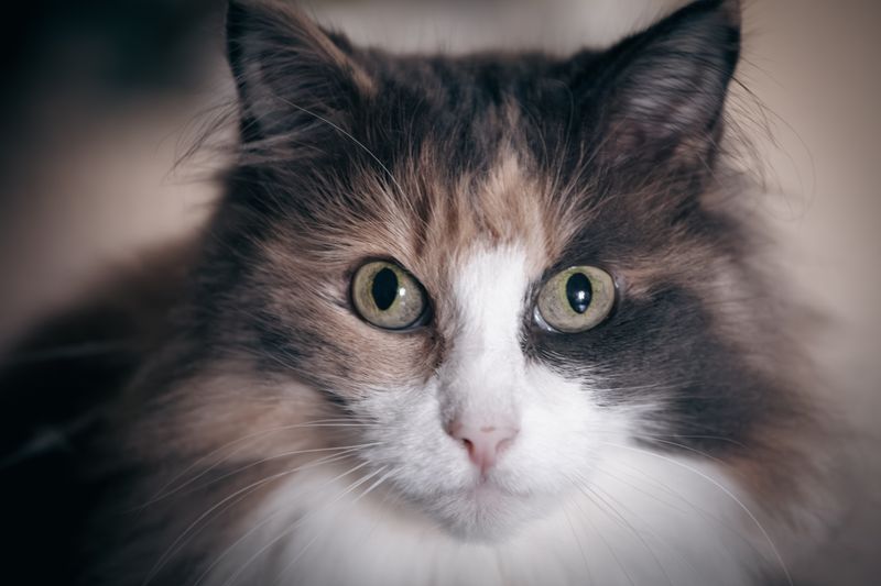 まる(三毛猫)