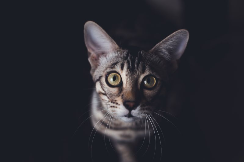 そら(グレー猫)